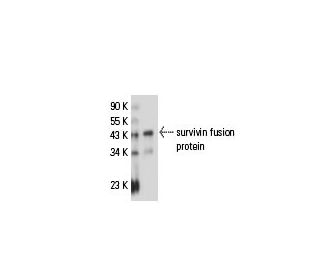 survivin Antibody (8E2) - Western Blotting - Image 18031 