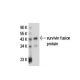 survivin Antibody (8E2) - Western Blotting - Image 18031 