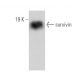 survivin Antibody (8E2) - Western Blotting - Image 360455 