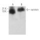 survivin Antibody (8E2) - Western Blotting - Image 360458