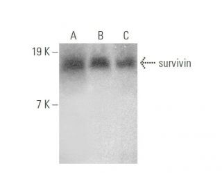 survivin Antibody (C-6) - Western Blotting - Image 351321 