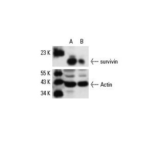 survivin siRNA (h): sc-29499. Western blot analysis of survivin expression in non-transfected control (A) and survivin siR 