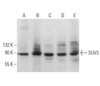 SUV3 Antibody (E-1) - Western Blotting - Image 370812 