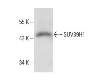 SUV39H1 Antibody (44.1) - Western Blotting - Image 10614