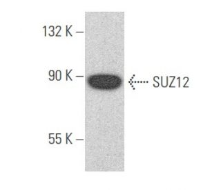 SUZ12 Antibody (D-10) - Western Blotting - Image 355669 