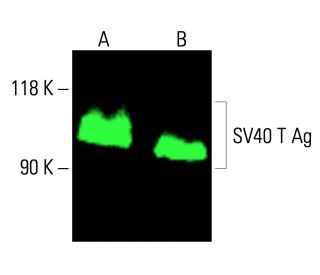 SV40 T Ag Antibody (Pab 108) - Western Blotting - Image 412949 