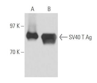SV40 T Ag Antibody (PAb419) - Western Blotting - Image 15630