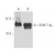 SV40 T Ag Antibody (PAb419) - Western Blotting - Image 15630