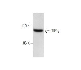 SW480 Cell Lysate: sc-2219. Western blot analysis of TIF1 gamma expression... 