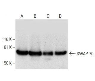 SWAP-70 Antibody (F-3) - Western Blotting - Image 295838 
