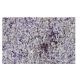 SWAP-70 Antibody (Q-28) - Immunohistochemistry - Image 35952