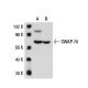 SWAP-70 Antibody (Q-28) - Western Blotting - Image 20002 