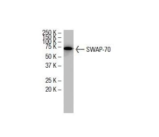 SWAP-70 Antibody (Q-28) - Western Blotting - Image 33644 