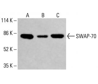 SWAP-70 Antibody (F-3) - Western Blotting - Image 415355