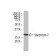 Swiprosin-2 Antibody (S-33) - Western Blotting - Image 34056 