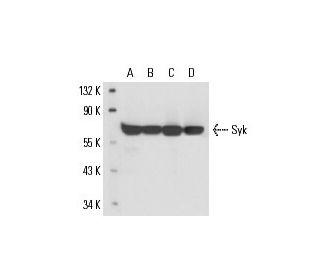 Syk Antibody (0.T.142) - Western Blotting - Image 17201 