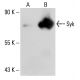 Syk Antibody (6D784) - Western Blotting - Image 20084 