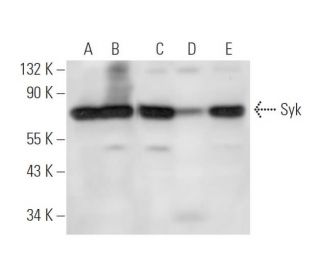 Syk Antibody (SYK-01) - Western Blotting - Image 14370 