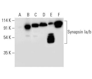 Synapsin Ia/b Antibody (A-1) - Western Blotting - Image 309636 