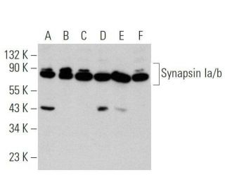 Synapsin Ia/b Antibody (A-1) - Western Blotting - Image 356341 