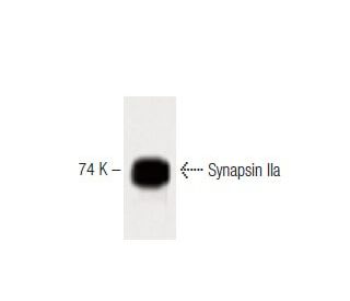 Synapsin IIa Antibody (1) - Western Blotting - Image 60458 