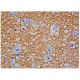 Synaptogyrin-1 Antibody (A-6) - Immunohistochemistry - Image 343926