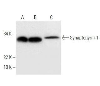 Synaptogyrin-1 Antibody (A-6) - Western Blotting - Image 295892 