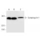 Synaptogyrin-1 Antibody (A-6) - Western Blotting - Image 295892 