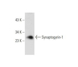 Synaptogyrin-1 Antibody (F-4) - Western Blotting - Image 60158