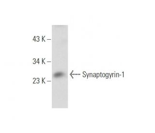 Synaptogyrin-1 Antibody (G-10) - Western Blotting - Image 60157
