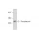 Synaptogyrin-1 Antibody (G-10) - Western Blotting - Image 60157