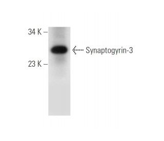 Synaptogyrin-3 Antibody (G-3) - Western Blotting - Image 314196 