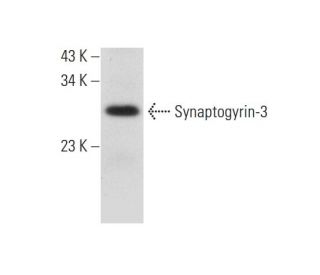 Synaptogyrin-3 Antibody (G-8) - Western Blotting - Image 318058 