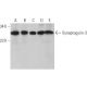 Synaptogyrin-3 Antibody (G-8) - Western Blotting - Image 366085