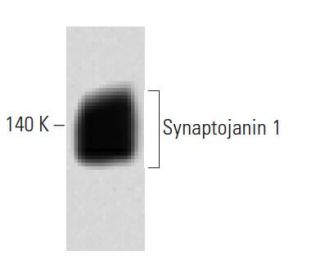 Synaptojanin 1 Antibody (26) - Western Blotting - Image 60459