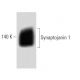 Synaptojanin 1 Antibody (26) - Western Blotting - Image 60459