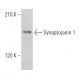 Synaptojanin 1 Antibody (AC1) - Western Blotting - Image 364150