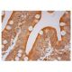 Synaptojanin 2 Antibody (E-1) - Immunohistochemistry - Image 301850 