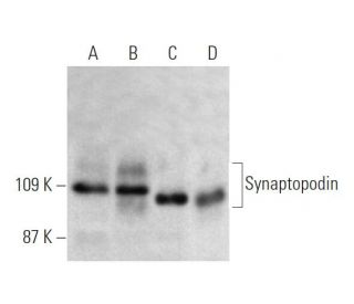 Synaptopodin Antibody (D-9) - Western Blotting - Image 370438 