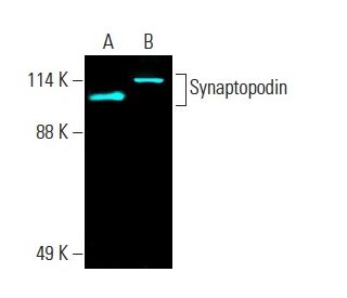Synaptopodin Antibody (D-9) - Western Blotting - Image 396346