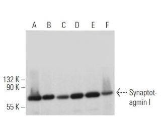 Synaptotagmin I Antibody (15) - Western Blotting - Image 373511