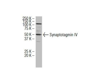 Synaptotagmin IV Antibody (28-N) - Western Blotting - Image 34659 