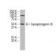 Synaptotagmin IV Antibody (28-N) - Western Blotting - Image 34659 