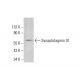 Synaptotagmin IX Antibody (E-11) - Western Blotting - Image 383951