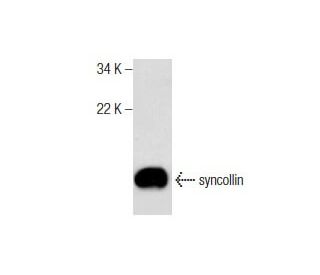 syncollin Antibody (A-7) - Western Blotting - Image 159501 