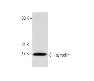 syncollin Antibody (C-1) - Western Blotting - Image 160690