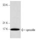 syncollin Antibody (C-1) - Western Blotting - Image 160690