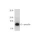 syncollin Antibody (D-11) - Western Blotting - Image 331143