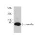 syncollin Antibody (D-11) - Western Blotting - Image 377408 