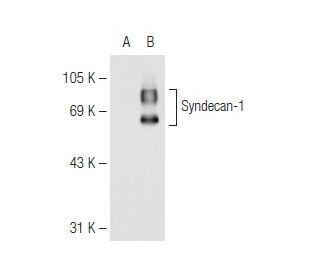 CD138/SDC1/Syndecan-1 Antibody (B-A38) - Western Blotting - Image 82555